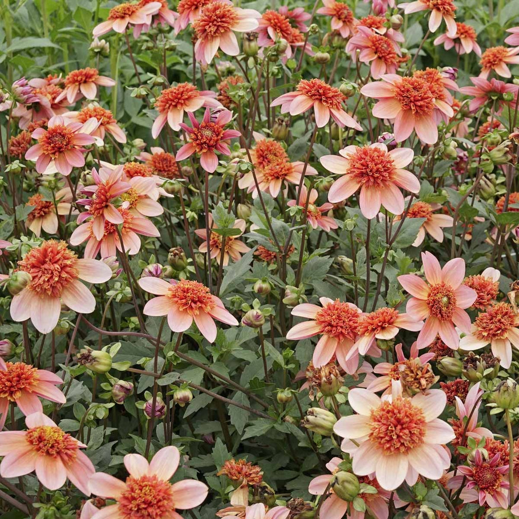 Dahlia Totally Tangerine