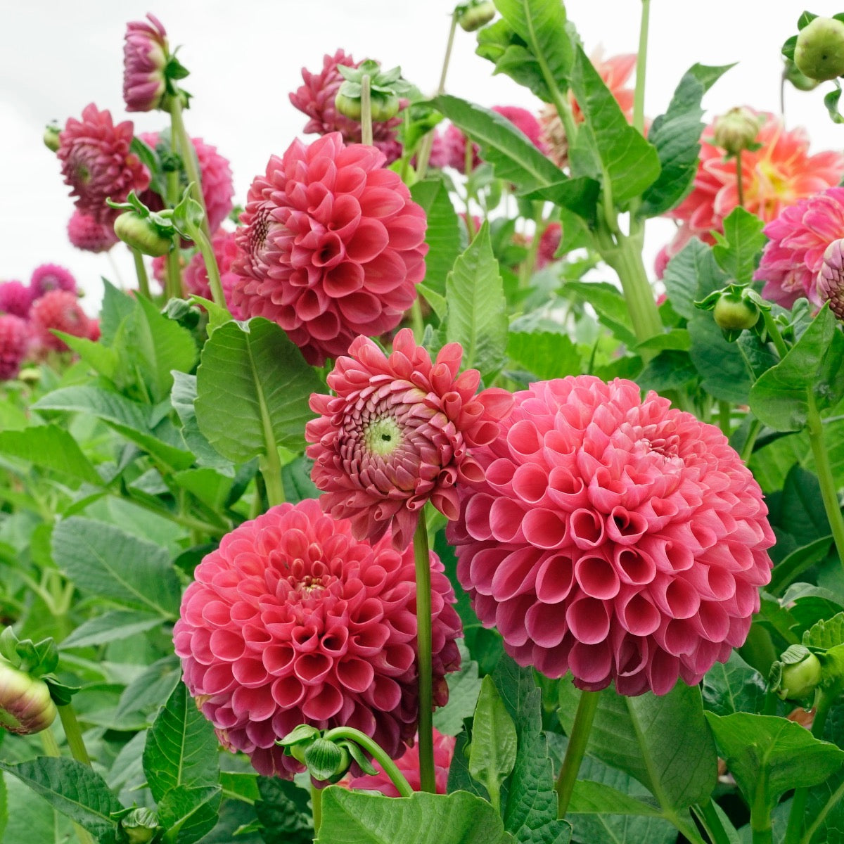 Dahlia Jowey Frambo