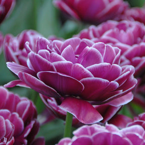 Tulipa Dream Touch