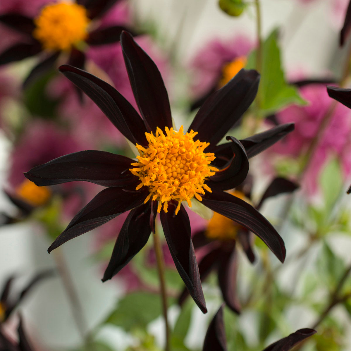 Dahlia Verrone's Obsidian