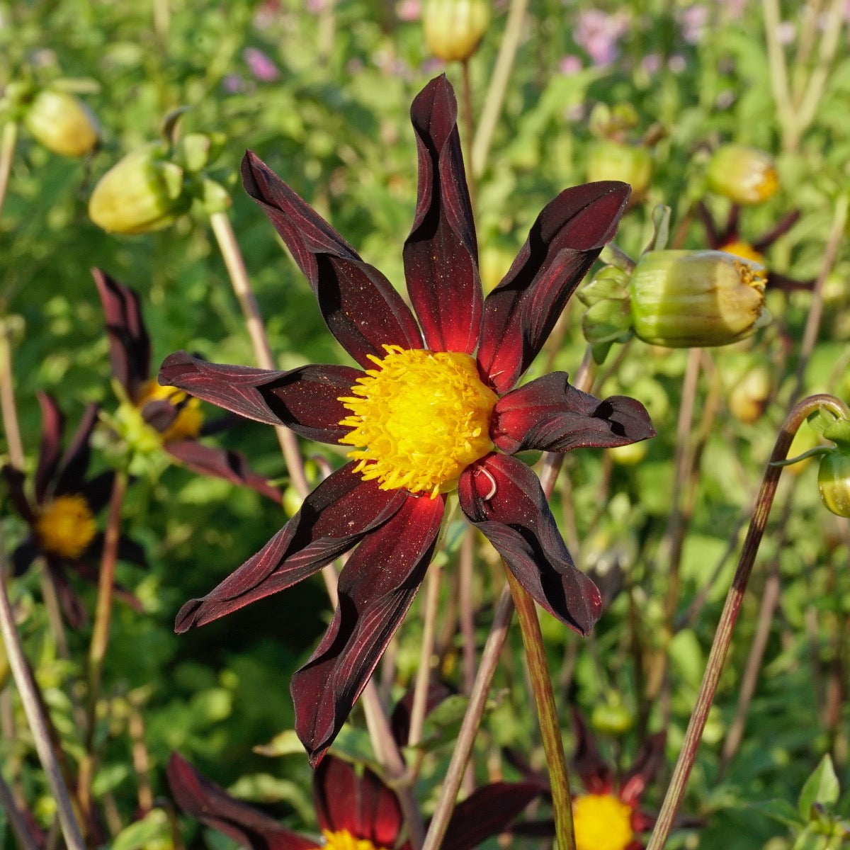 Dahlia Verrone's Obsidian