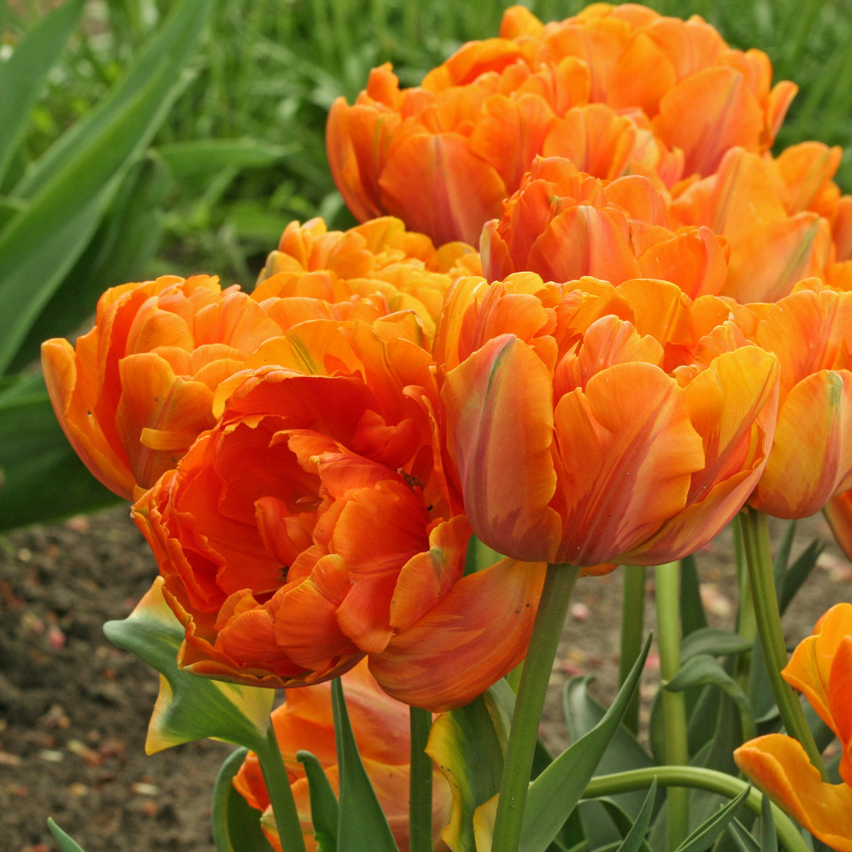 Orange Princess