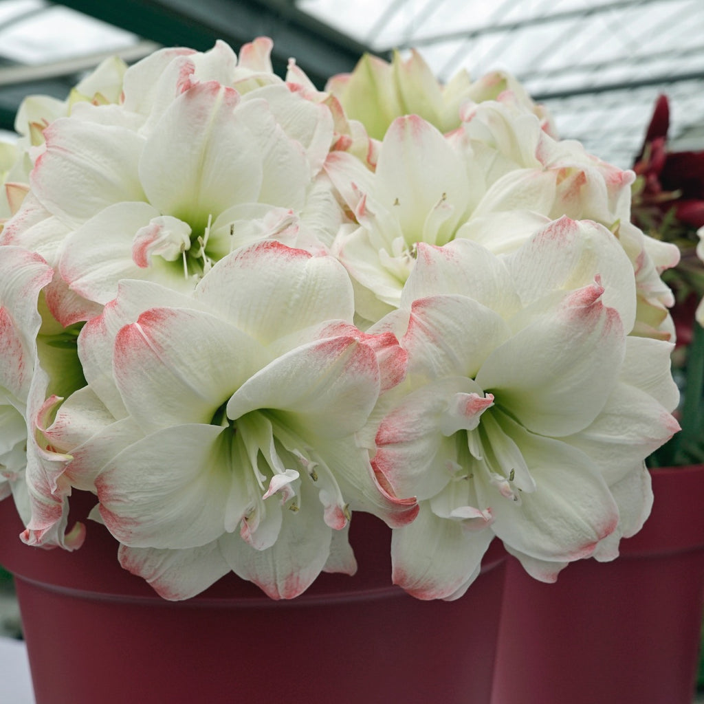 Amaryllis Candy Amadeus