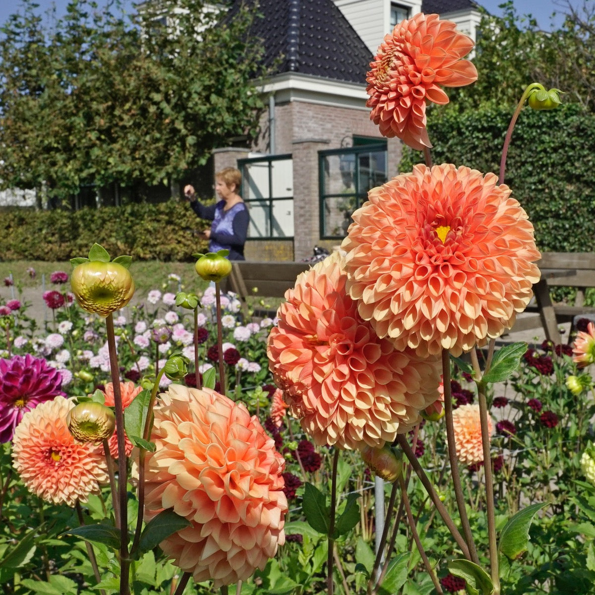 Dahlia Jowey Linda