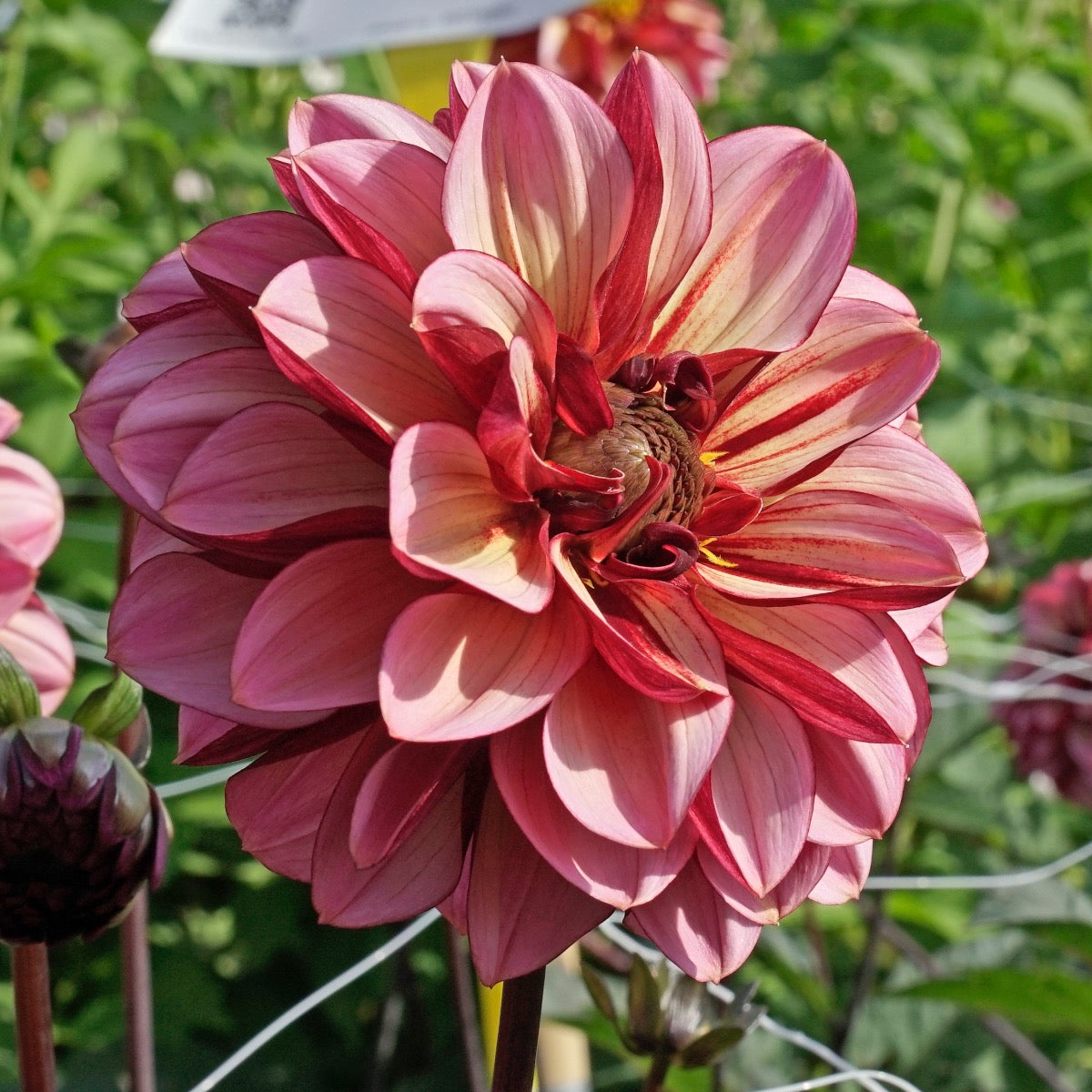 Dahlia Seniors Hope