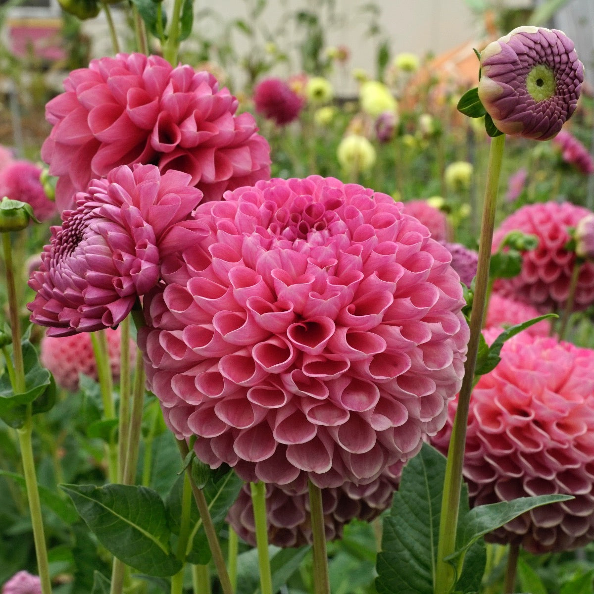 Dahlia Jowey Frambo