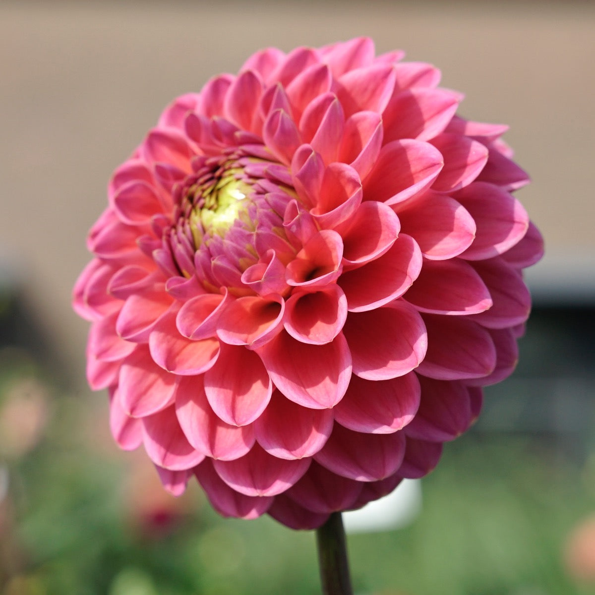 Dahlia Jowey Frambo