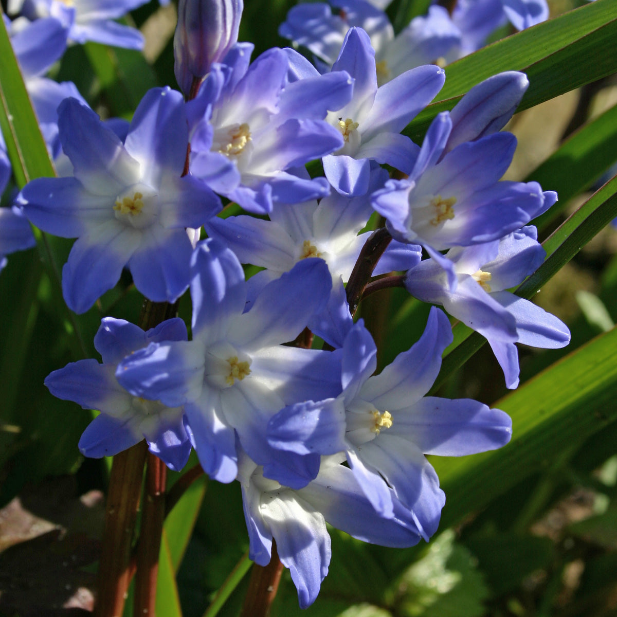 Chionodoxa forbesi (Glory of the Snow)