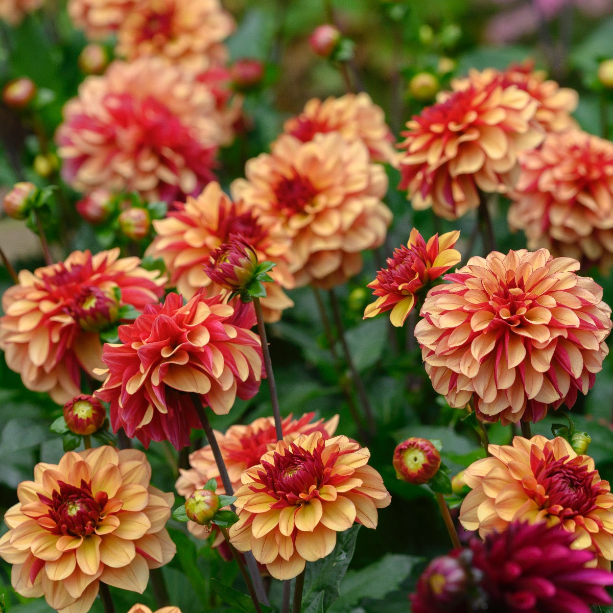 Dahlia Creme de Cognac
