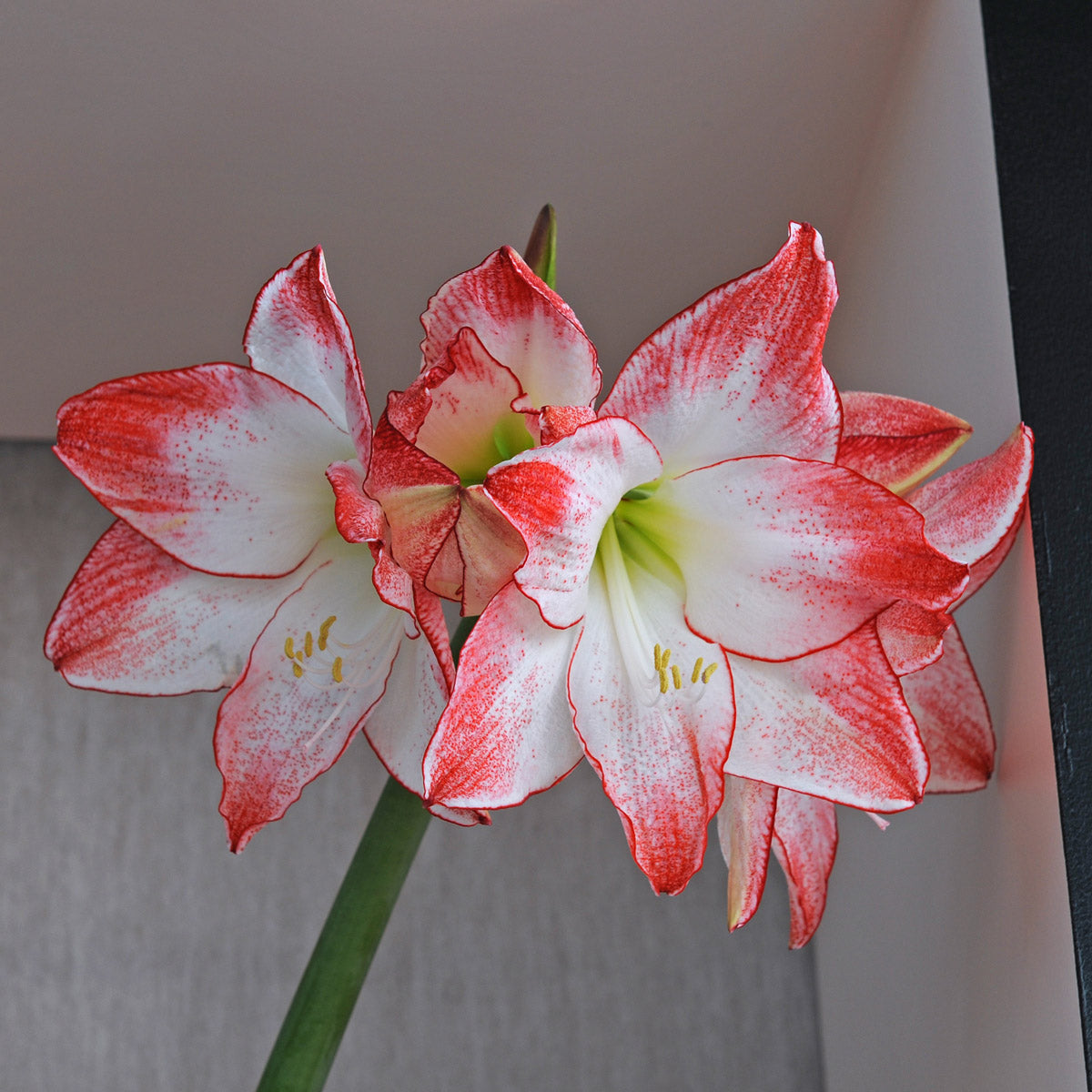 Amaryllis Spotlight