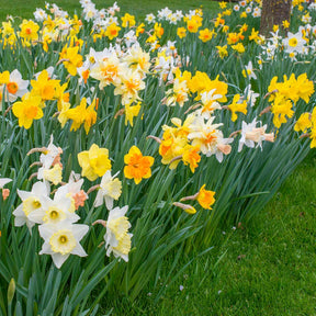 Fluwel Narcissus Mixture