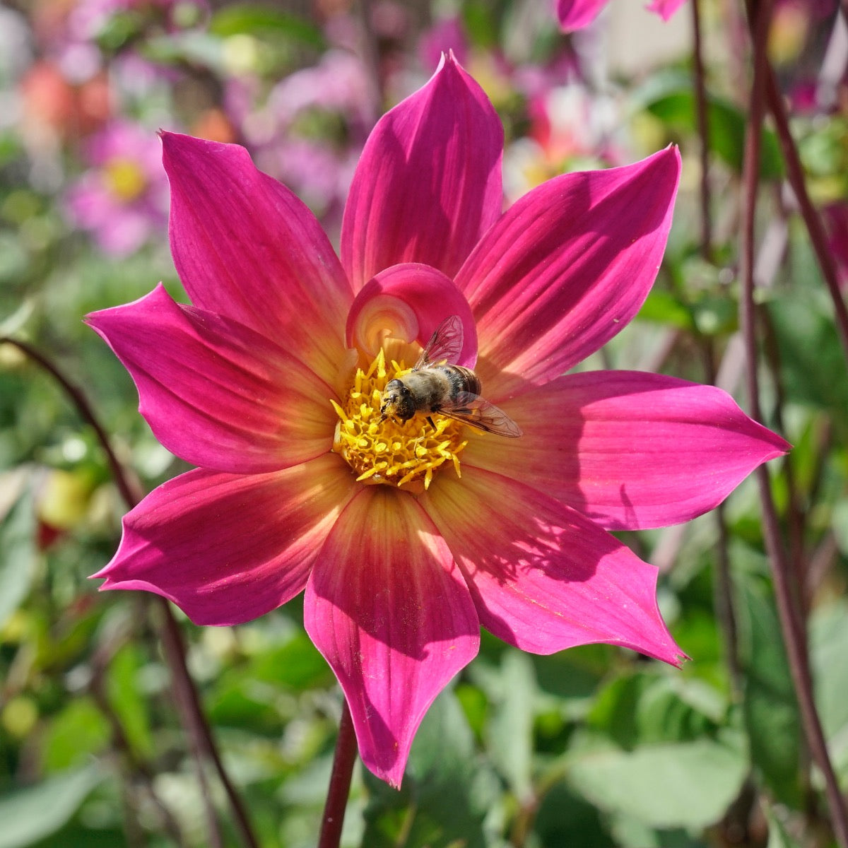 Dahlia Bright Eyes