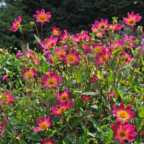 Dahlia Bright Eyes