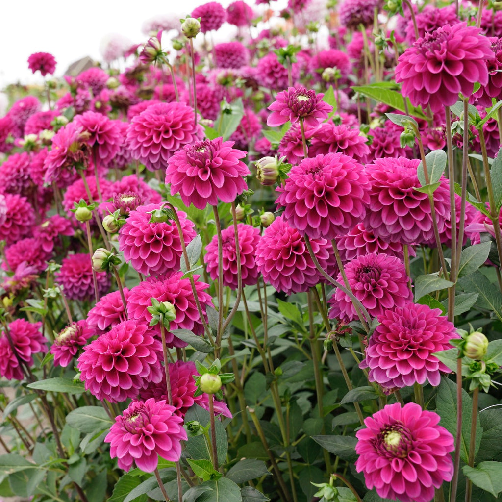 Dahlia Purple Fox