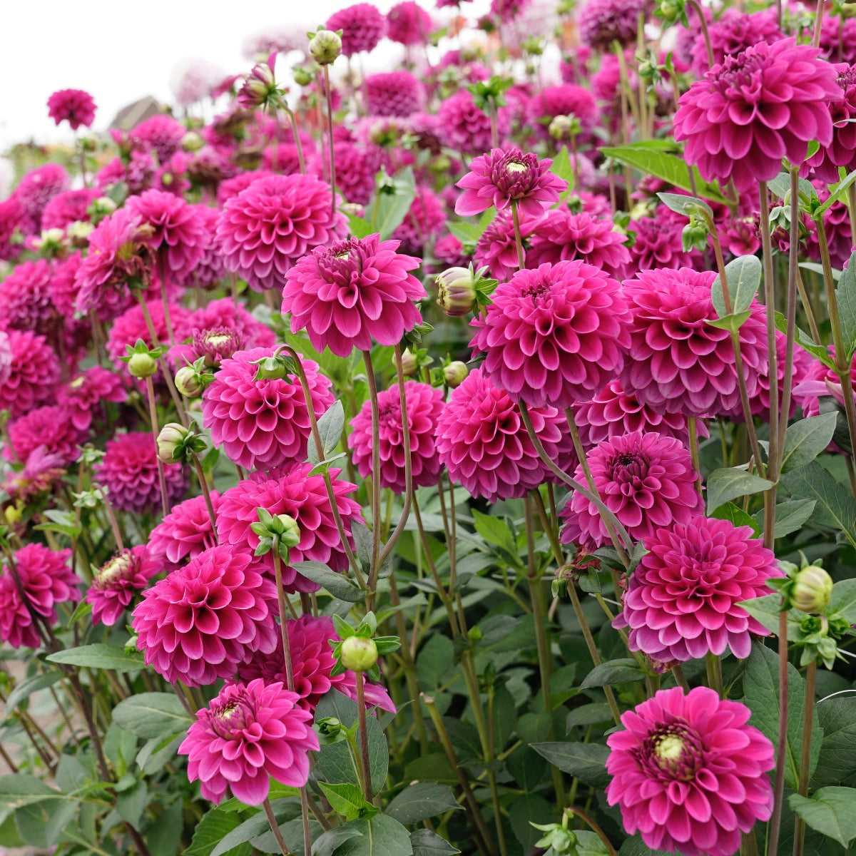 Dahlia Purple Fox
