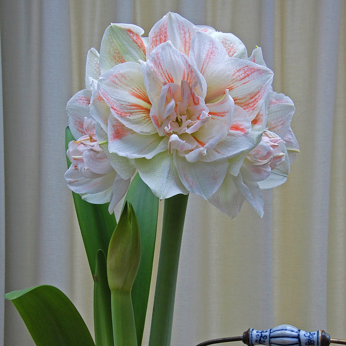 Amaryllis Nymph