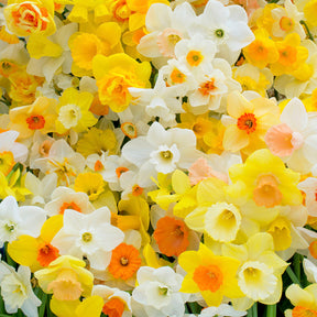 Fluwel Narcissus Mixture