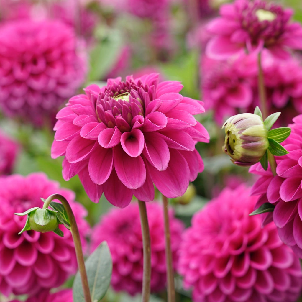 Dahlia Purple Fox