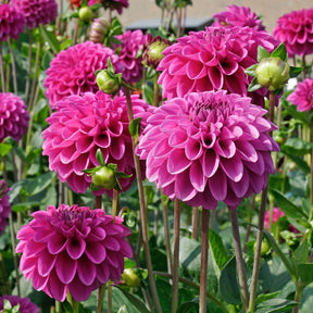 Dahlia Purple Fox