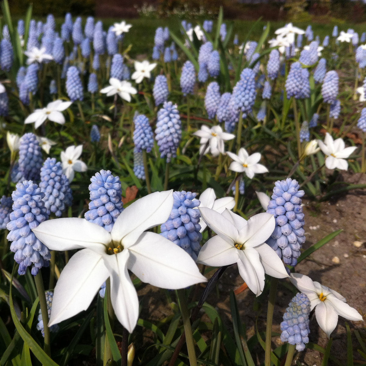Muscari Baby's Breath